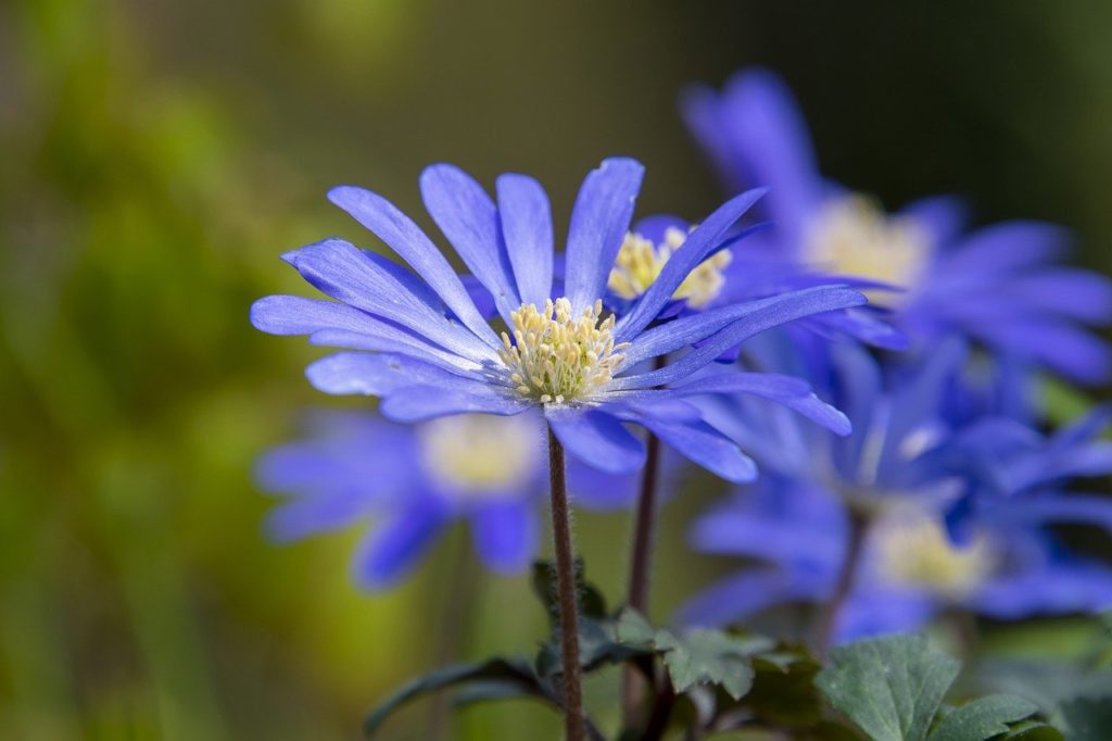 flower, daisy, blue